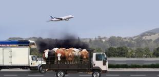 Imagen que muestra a vacas siendo trasladadas en un camión. Hay una carretera con otro camión y en el cielo un avión.