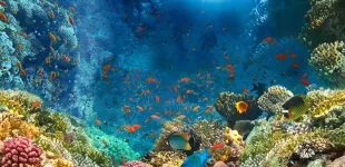 oceano y corales