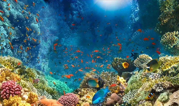 Flora y fauna de los océanos