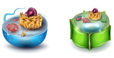 células animales y vegetales