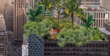 Imagen de una azotea de edificio plantada con especies de la selva y un tigre se asoma. Alrededor hay edificios modernos. 