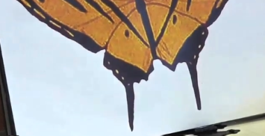 Dibujo de una mariposa con detalles en el cuerpo y en las alas que permiten identificarla como una mariposa tigre