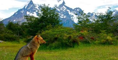 Animal y montañas