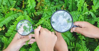 La imagen muestra 2 pares de manos con lupas observando platas