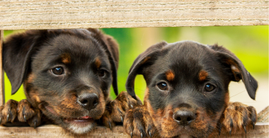 ¿Nuestras mascotas tienen derechos?